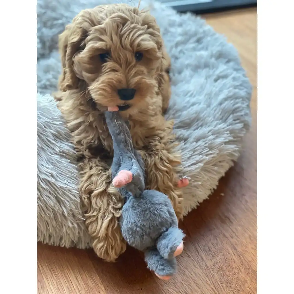 Bunny Puppy Crunchy Knot – Zachte Knuffel met Knoopjes en Knisperbuik - Afbeelding 4