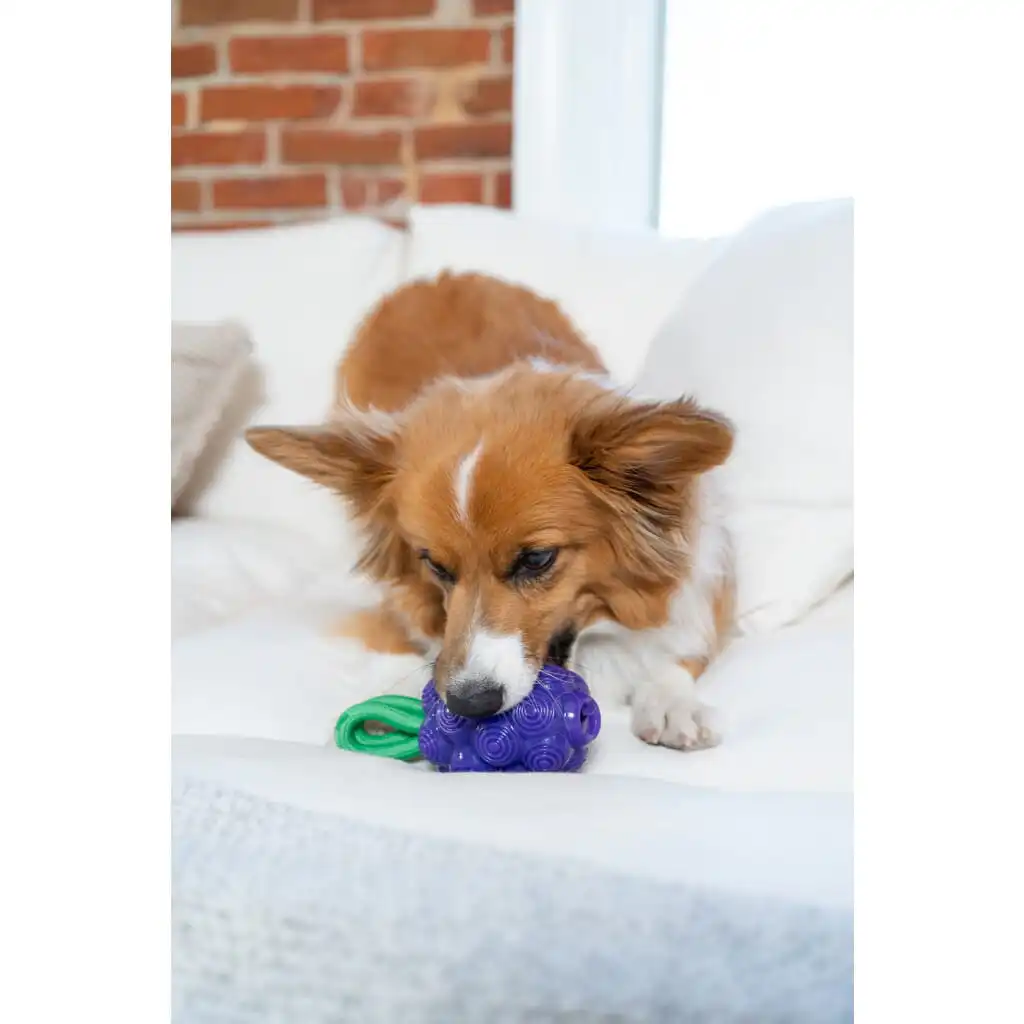 Outward Hound Dental Grapes – Tandverzorgend Hondenspeeltje - Afbeelding 6