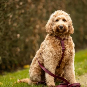 Meola Leather Dogs Leren Y-Tuig van handgemaakt hoogwaardig leer met ergonomisch Y-ontwerp dat schouders vrijlaat en nek ontlast optioneel gepersonaliseerd met naam verkrijgbaar in S M L en XL geschatte levertijd 2 tot 3 weken